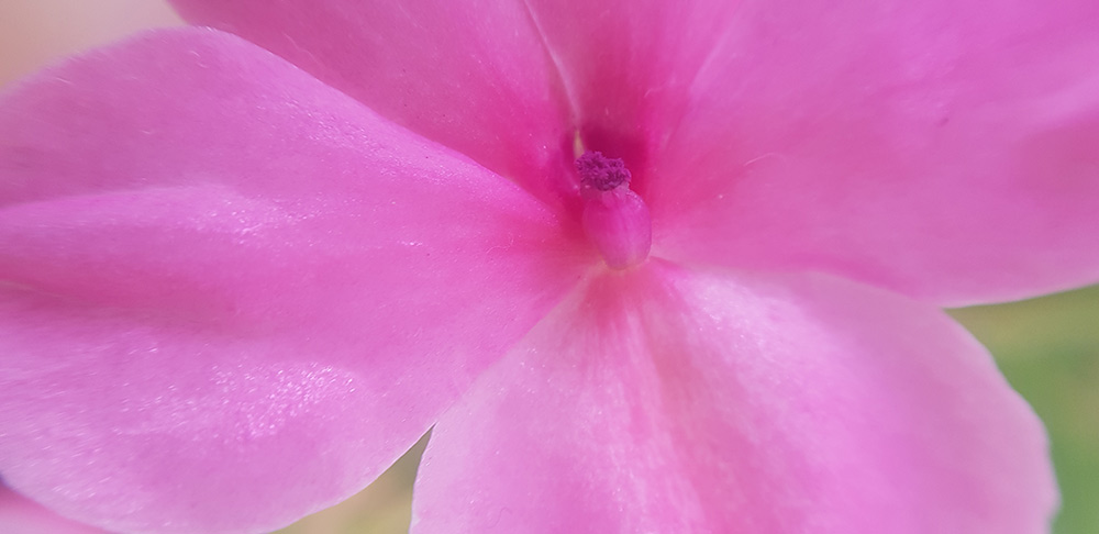 fotografia flor alegria rosada