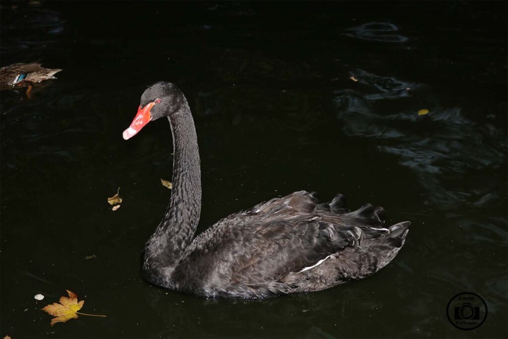 Cisne negro (Cygnus atratus)