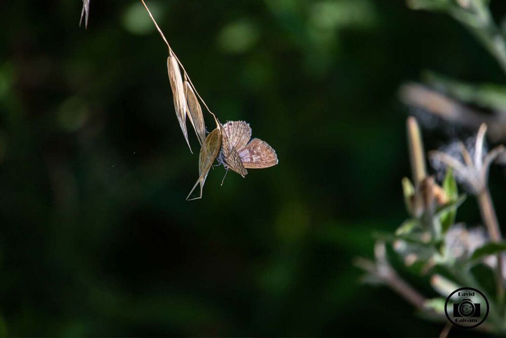 La mariposa yuyera (Leptotes cassius)